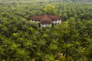 aerial-view-palm-trees-palm-oil-plantation-south-east-asia-300x200.jpg